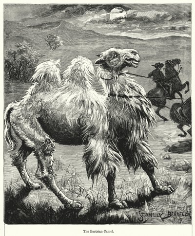 El camello bactriano de after Stanley Berkeley